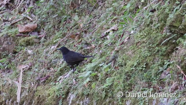 Bornean Whistling-Thrush - ML201959481