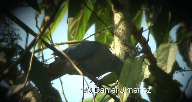 Western Bronze-naped Pigeon - ML201959521