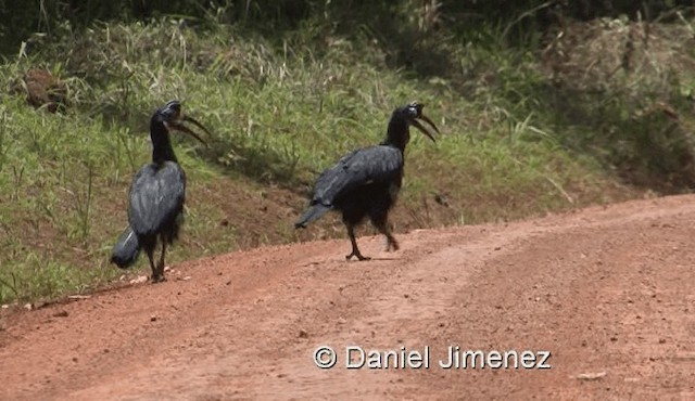 Abyssinian Ground-Hornbill - ML201959531