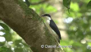  - African Shrike-flycatcher