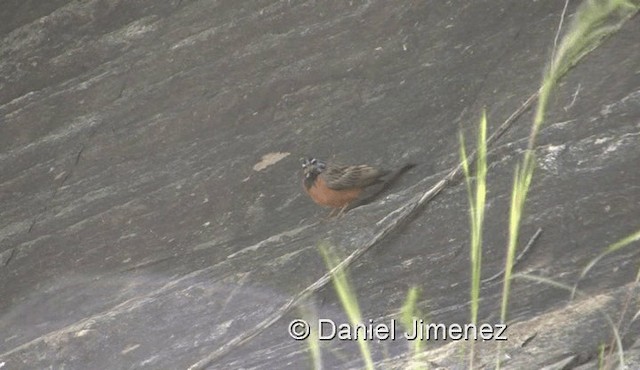 Cinnamon-breasted Bunting - ML201959571