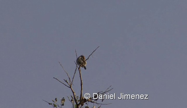 Rufous-crowned Eremomela - ML201959581