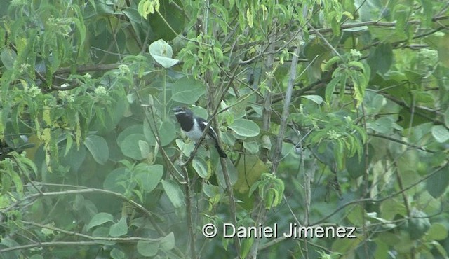 hvitvingepløsøye - ML201959601