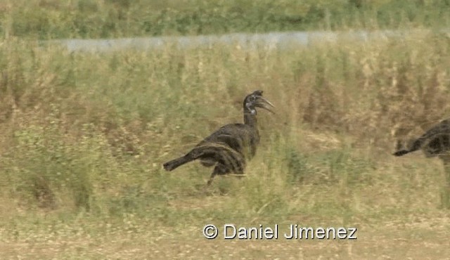 Abyssinian Ground-Hornbill - ML201959611