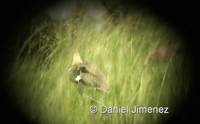 Denham's Bustard (Denham's) - ML201959631