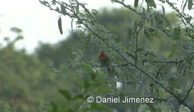 Green-winged Pytilia - ML201959641