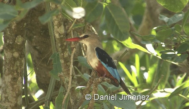 Gray-headed Kingfisher - ML201959661