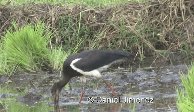 Abdim's Stork - ML201959741