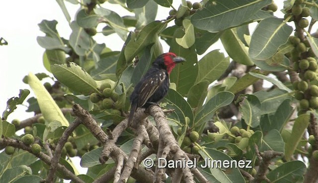 Kara Gagalı Barbet - ML201959751