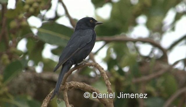 Fork-tailed Drongo (adsimilis Group) - ML201959761