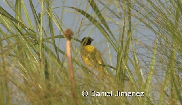 Tisserin à dos d'or - ML201959781