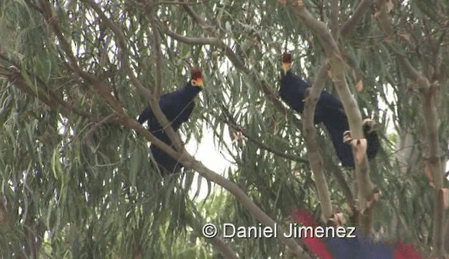 Ross's Turaco - ML201959881