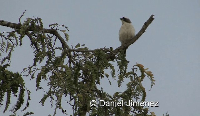 Tejedor Gorrión Cejiblanco (melanorhynchus) - ML201959921