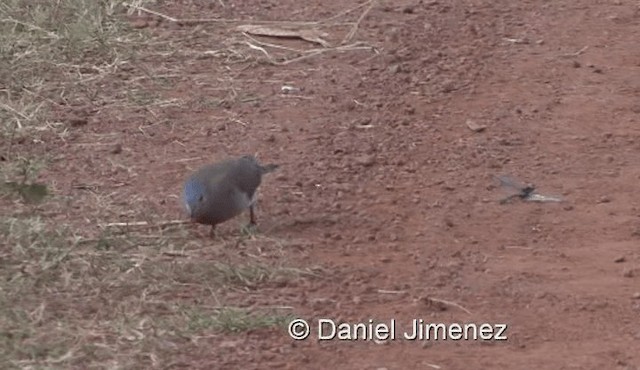 Blue-spotted Wood-Dove - ML201959931