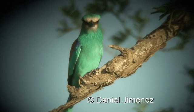 Abyssinian Roller - ML201960011