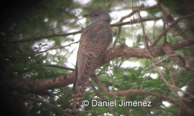 African Cuckoo - ML201960031