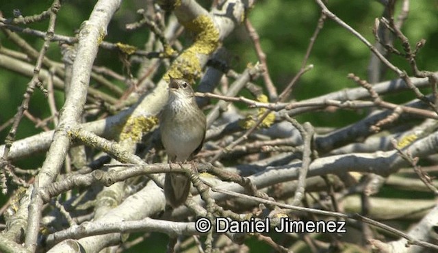 Common Grasshopper Warbler - ML201960071