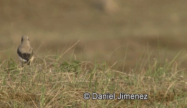 Northern Wheatear (Eurasian) - ML201960091