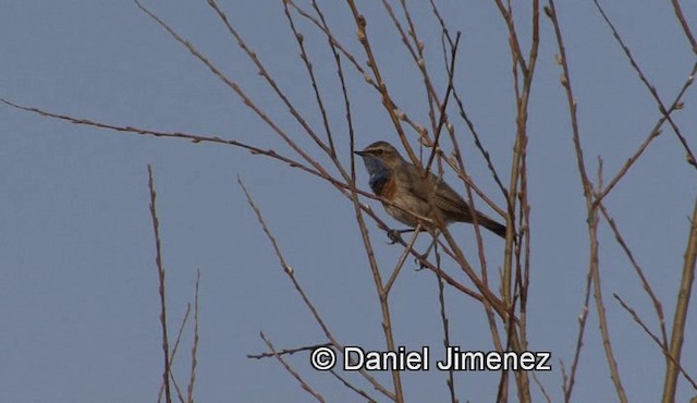 Ruiseñor Pechiazul (cyanecula/namnetum) - ML201960121