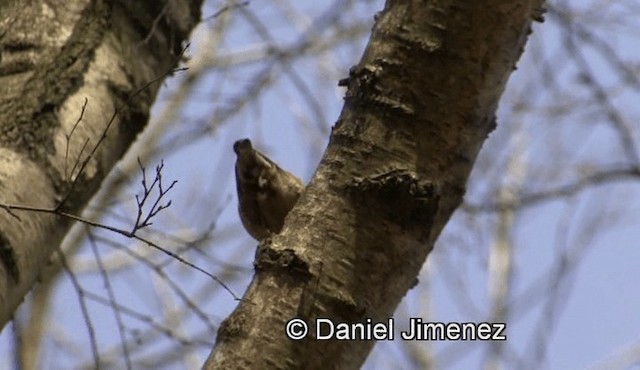 Eurasian Nuthatch (Western) - ML201960131