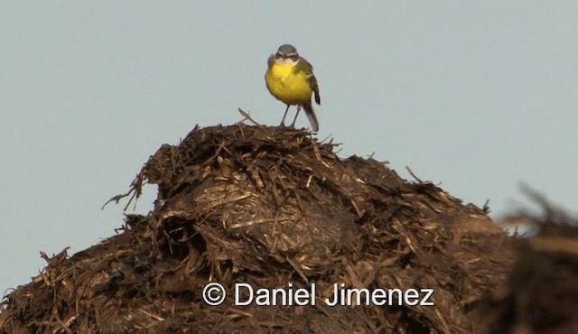 Western Yellow Wagtail (flava) - ML201960161