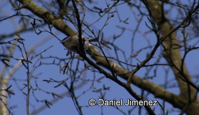 Marsh Tit - ML201960181