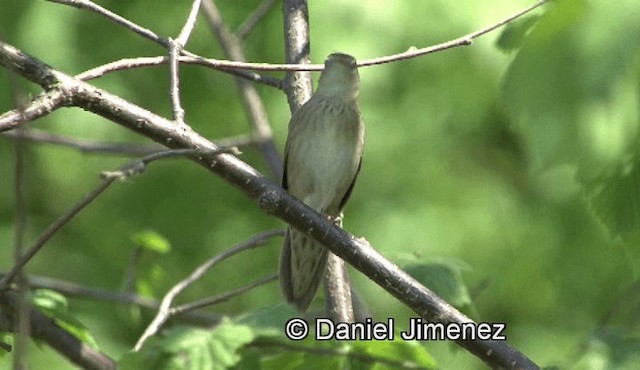 Common Grasshopper Warbler - ML201960191