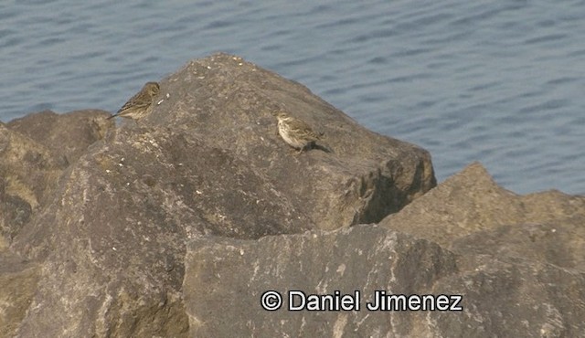 Meadow Pipit - ML201960201