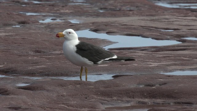 Pacific Gull - ML201960211