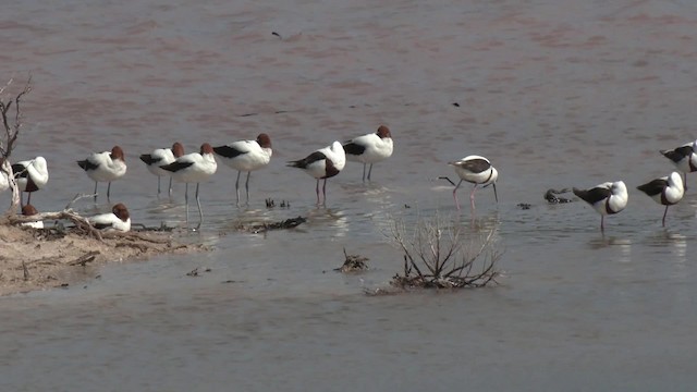 Avocette d'Australie - ML201960221