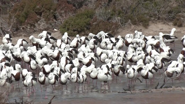 Banded Stilt - ML201960231