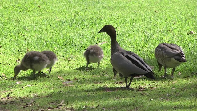 Canard à crinière - ML201960281