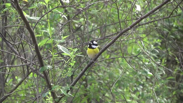 Western Shrike-tit - ML201960321