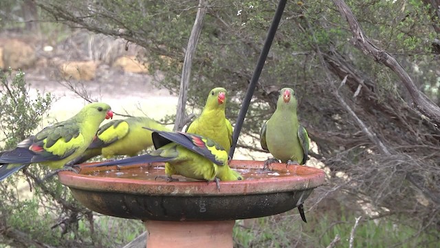 Regent Parrot - ML201960341