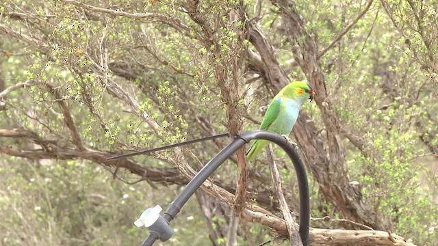 ムラサキガシラジャコウインコ - ML201960361