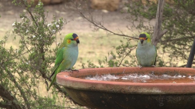 ムラサキガシラジャコウインコ - ML201960371