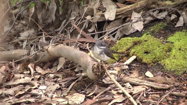 Gray Fantail (preissi) - ML201960391