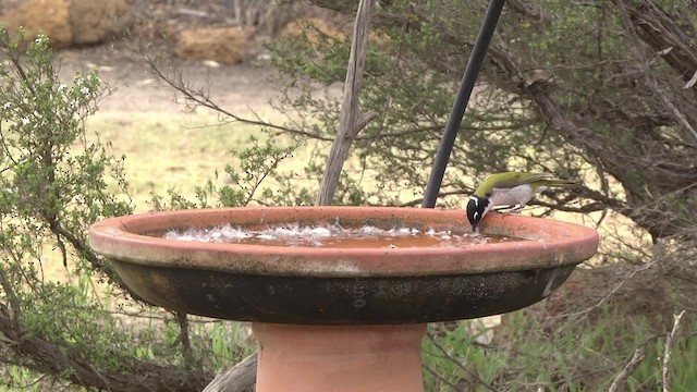 Gilbert's Honeyeater - ML201960421