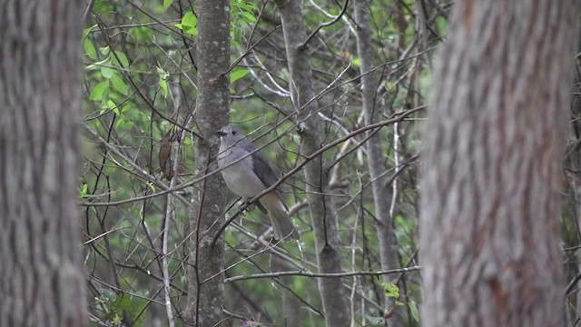 Gray Shrikethrush - ML201960441