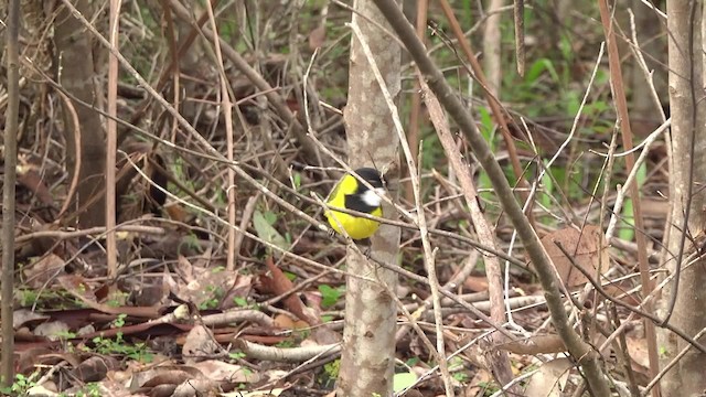 Golden Whistler (Western) - ML201960451