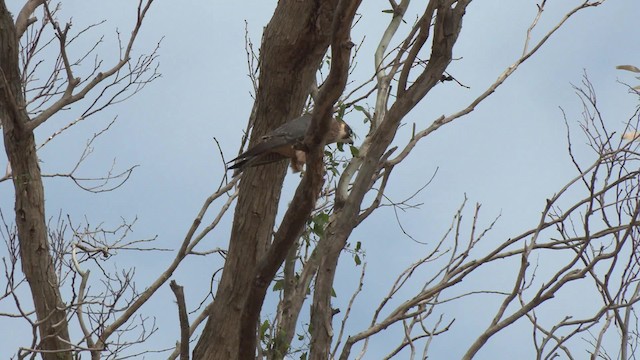 Alcotán Australiano - ML201960501