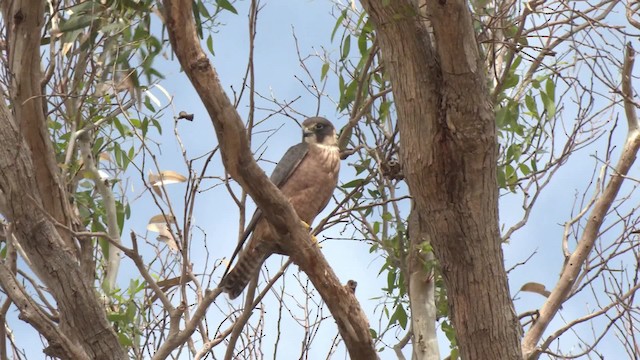 ostříž australský - ML201960511