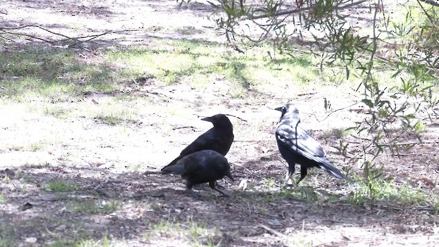 Australian Raven - ML201960521