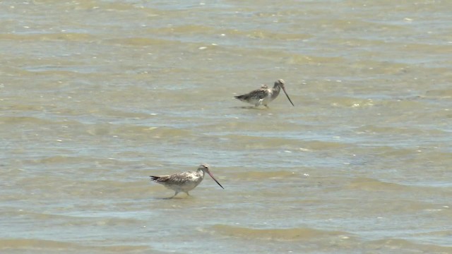 Bar-tailed Godwit (Siberian) - ML201960541