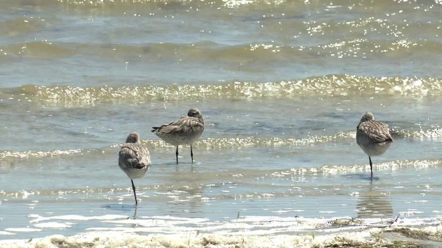 Bar-tailed Godwit (Siberian) - ML201960551