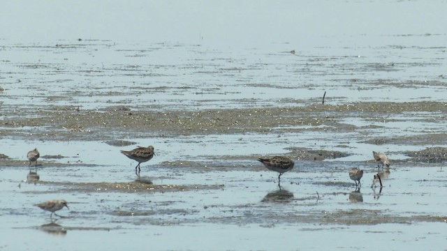 Sharp-tailed Sandpiper - ML201960561