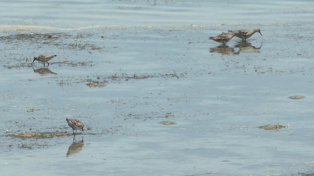 Sharp-tailed Sandpiper - ML201960571