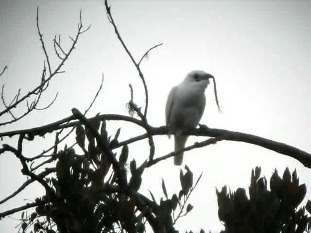 White Bellbird - ML201960601