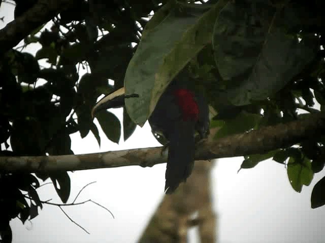 Many-banded Aracari - ML201960611