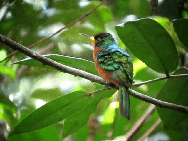Yellow-billed Jacamar (Yellow-billed) - ML201960691
